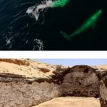 ballena-barcos-sesostris-iii